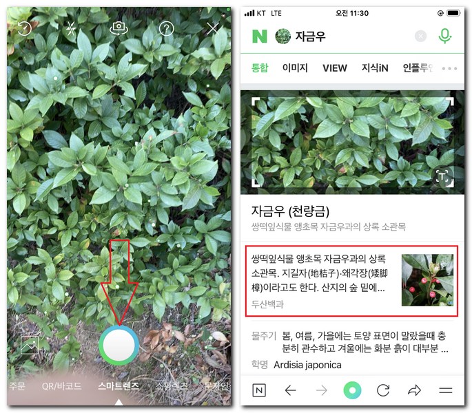 사진 찍어서 식물검색