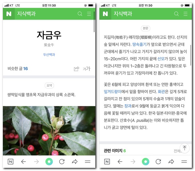 네이버 지식 식물백과사전